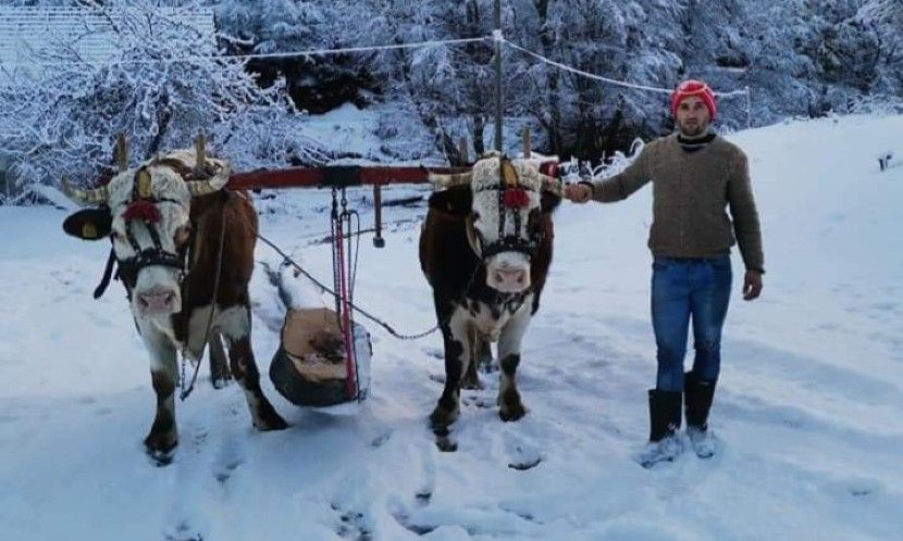 MLADI RABADŽIJA DRAGAN (15) ZA BOŽIĆ UPREŽE VOLOVE: "Mogao sam da odem, ali se nisam odrekao kućnog praga"