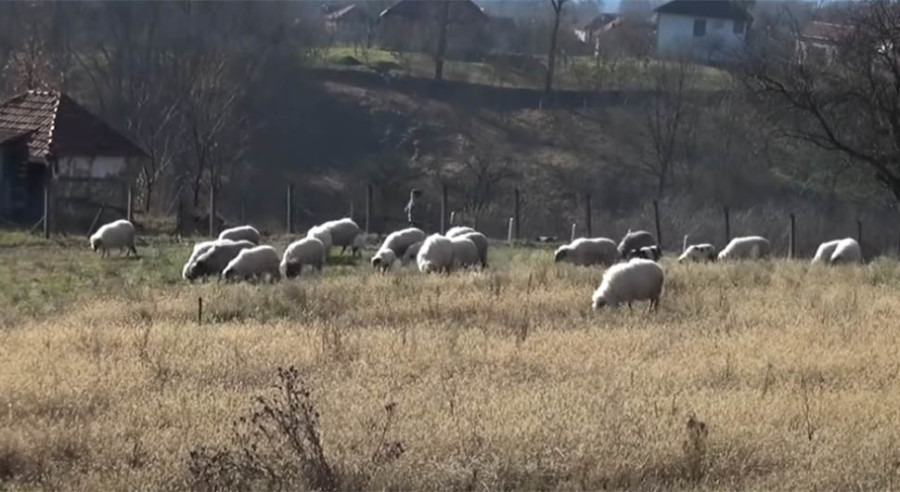 ČETIRI OVCE NASTRADALE U MINSKOM POLJU: Riječ je o šumskom terenu i padinama, postavljena upozorenja!