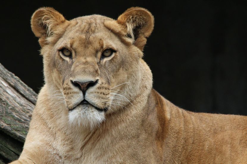 UŽAŠ U ZOO VRTU U IRANU: Lavica UBILA čuvara, pa POBJEGLA sa partnerom