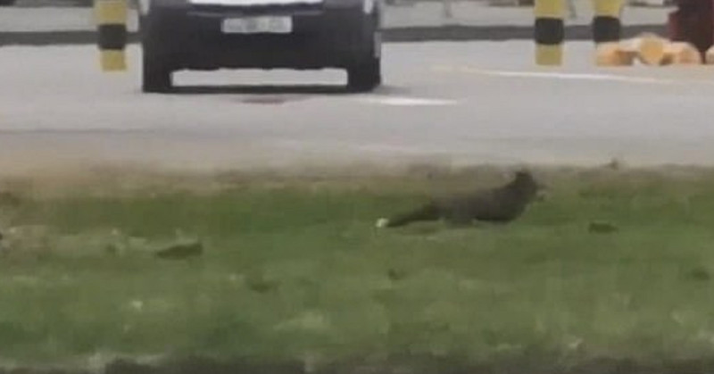 HAOS NA LONSONSKOM AERODROMU! ŽIVOTINJE izazvale opštu pometnju, pista blokirana, AVIONI KRUŽE iznad nje