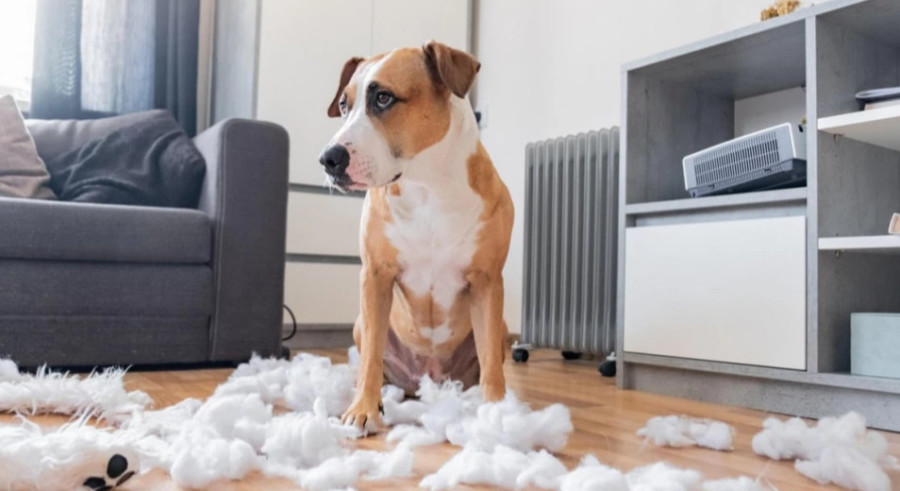 POSTOJI RAZLOG ZAŠTO VAŠ PAS UNIŠTAVA STVARI U KUĆI! Ovo su najčešči: RAZMISLITE o odlasku veterinaru ako ČINE OVO