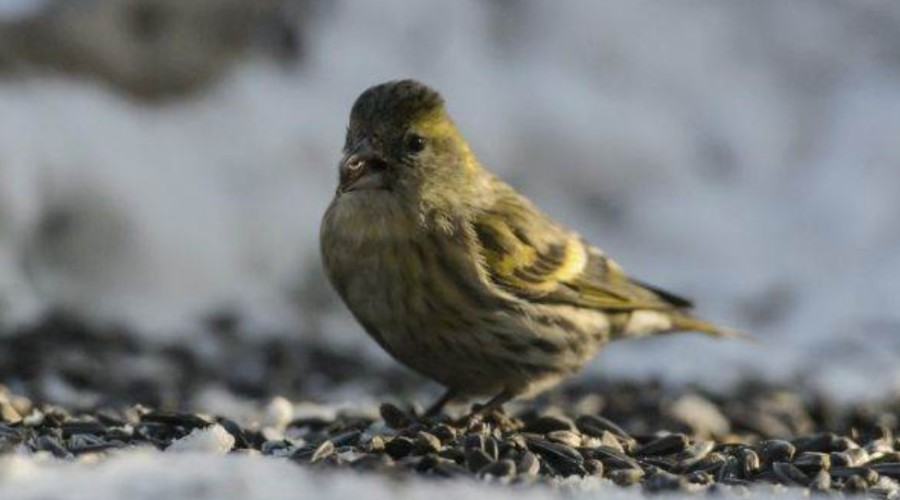 POZNATO KOLIKI JE RIZIK ZA ŠIRU JAVNOST Prvi slučaj ptičijeg gripa kod ljudi bez kontakta sa životinjama