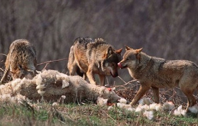 POKOLJ STOKE U SELIMA OKO TESLIĆA! Mrtve ovce i psi na sve strane: Gladni vukovi se spustili sa planina U POTRAZI ZA HRANOM, stanovništvo u PANIČNOM STRAHU