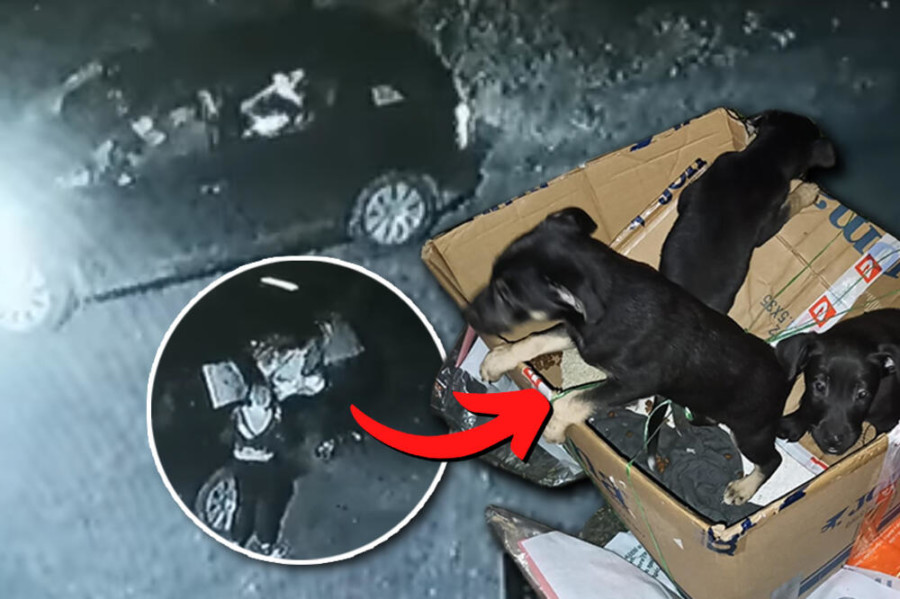 GDJE ĆE IM DUŠA?! Otac, majka i dijete USRED NOĆI izbcili iz gepeka džak sa KUČIĆIMA! To su ŽIVA BIĆA, kamere SNIMILE sve (VIDEO)