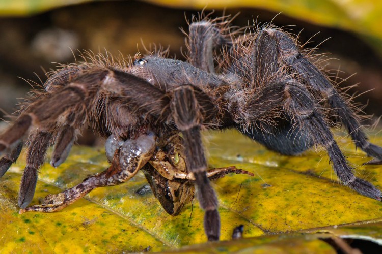 NEMA ŠTA NEMA! POLICAJCI ŠOKIRANI: Prilikom pretresa pronašli TARANTULE, BRADATE ZMAJEVE, ŠKORPIJE, te drogu
