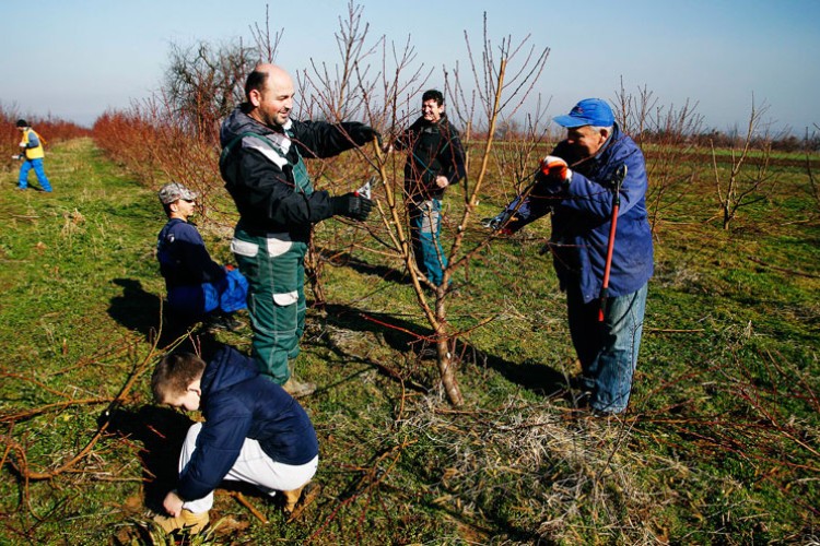 PORANILA VEGETACIJA Voćari plaćaju danak klimatskim promjenama