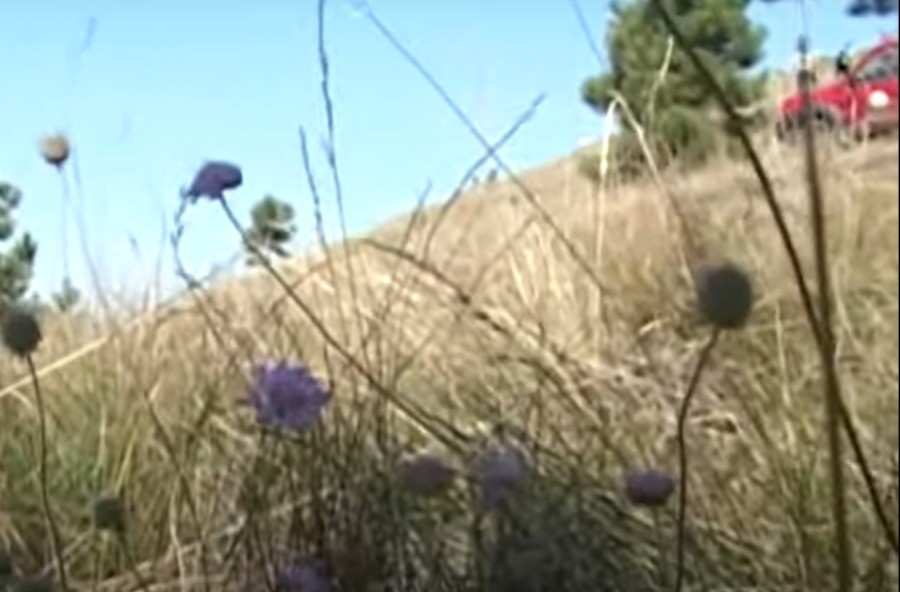 JOŠ JEDNO BOGATSTVO SRPSKE na Uneskovoj listi: Stanište TRAVE IVE pod zaštitom!