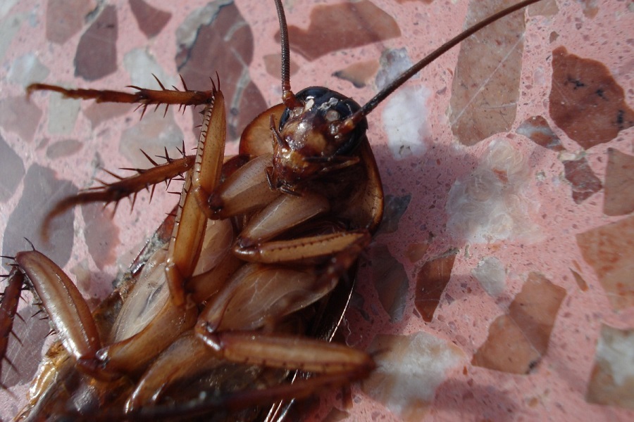 INSEKTI MUČE BANJALUČANE Crni žohari haraju po kućama i zgradama