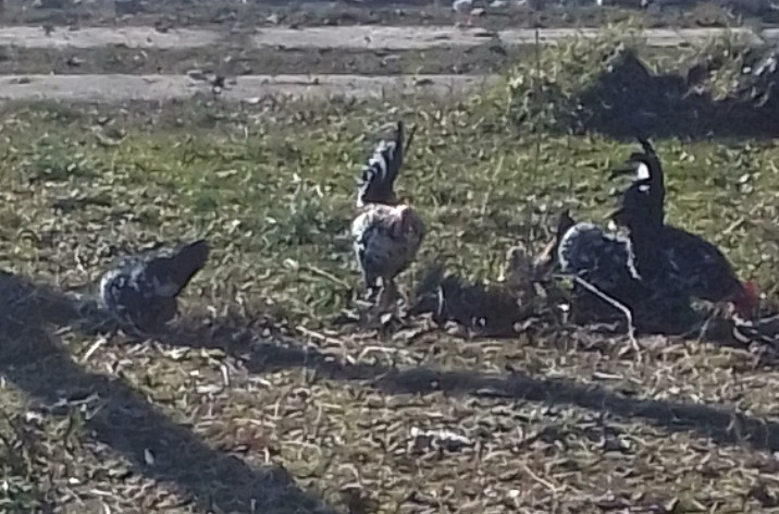 "KOKE U MISIJI" na banjalučkim ulicama: UPLAŠENE I NAPUŠTENE životinje lutaju gradom u potrazi za IZGUBLJENIM DVORIŠTEM (VIDEO)
