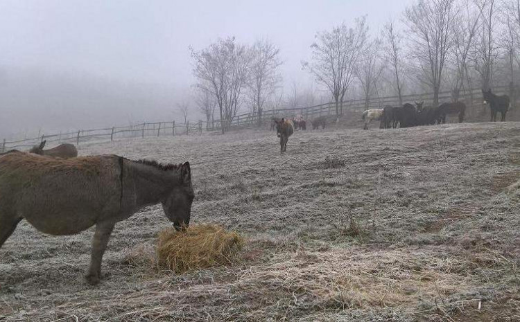 TEŠKA PROPAST: POSKUPLJENJE STOČNE HRANE "GUŠI" FARMERE: Primorani da smanjuju broj grla!