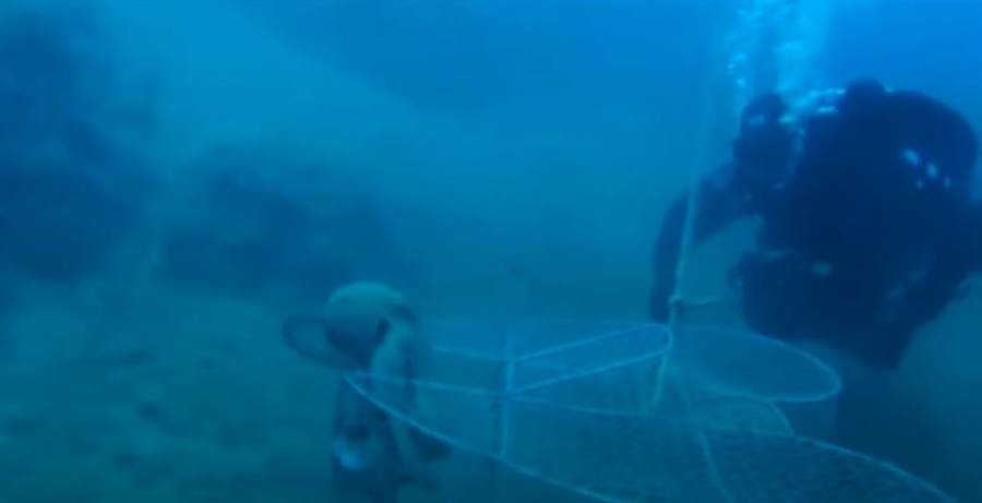 VIDEO KOJI JE UGRIJAO SRCA BALKANA: Ronioci u misiji spašavanja života