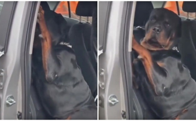 VLASNICA REKLA PSU DA IZAĐE IZ AUTOMOBILA: Njegova reakcija urnebesna (VIDEO)