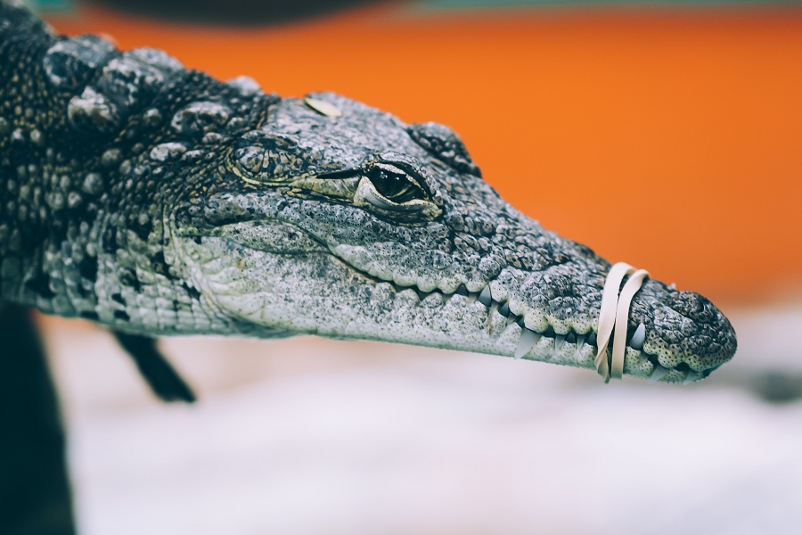 VIC DANA: Krokodil, duša od životinje