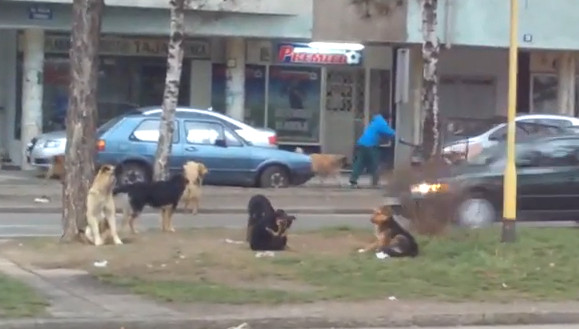 (VIDEO) UBIJENO 20 PASA U OSMACIMA Mještani se dogovorili da plate lovcu kako bi se "riješili" lutalica?