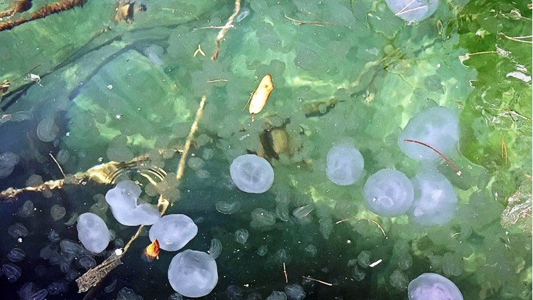 U ROVINJU PRONAĐENA nova vrsta meduze! Porijeklo i vrsta još NEPOZNATI