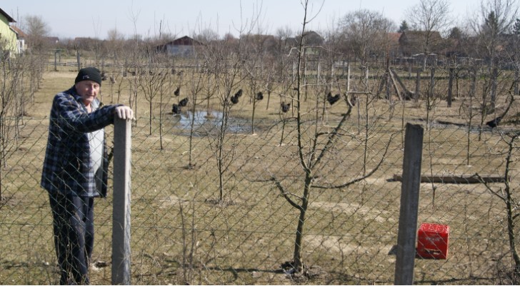 SLUČAJ "NAJBOLJE KOKOŠKE" I KAKO SU DOŠLE U GRADIŠKU Na dvanaest koka, dolazi jedan pijetao