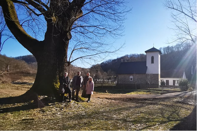 POKRENUT POSTUPAK ZAŠTITE Vjerovatno najstariji i najveći jasen u našim krajevima je u Modriči