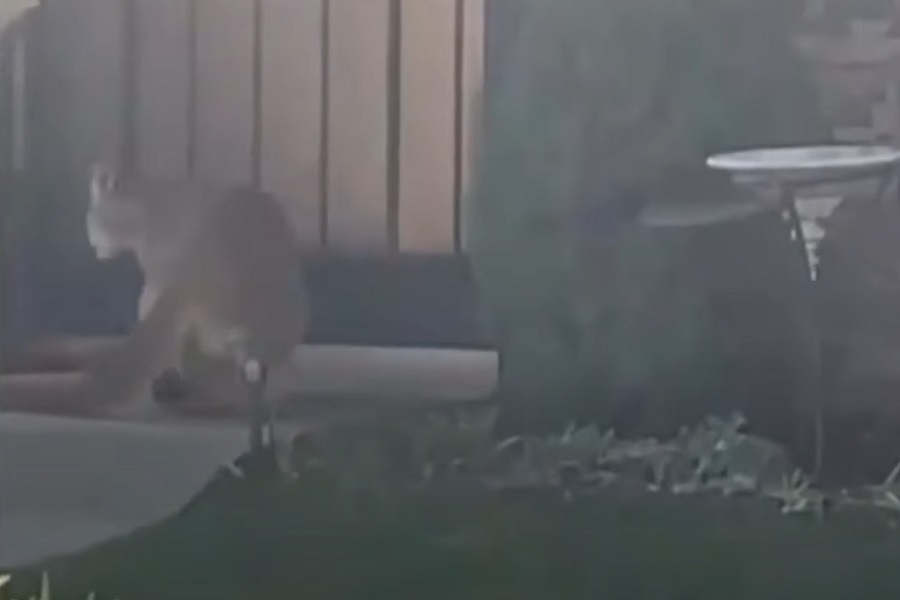KALIFORNIJA ŽIVJELA PAR SATI U STRAHU dok je divlja zvijer "patrolirala" naseljem! (VIDEO)