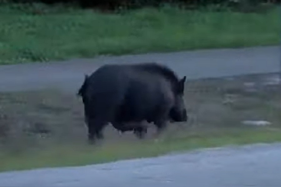 PAR SVINJA digao Floridu na noge! (VIDEO)