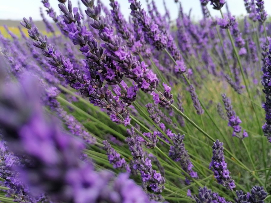 ČAROBNA LAVANDA: Rješenje protiv opadanja kose! Isprobajte jednostavan i učinkovit recept