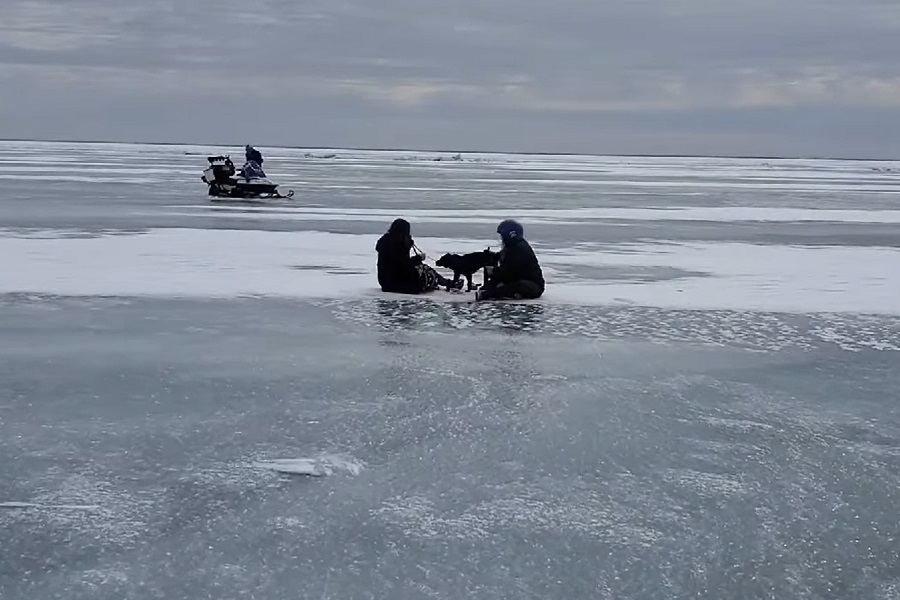VJERNI PAS DANIMA LUTAO preko ledenih prostranstava za svojim vlasnikom! (VIDEO)