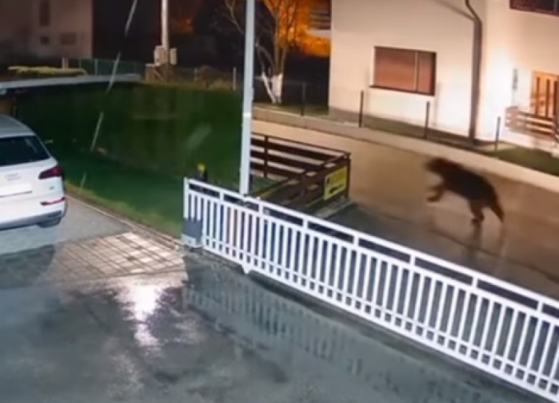 MEDVJED VIĐEN NA ULICI U NASELJENOM PODRUČJU! U grad sišao zbog hrane (VIDEO)