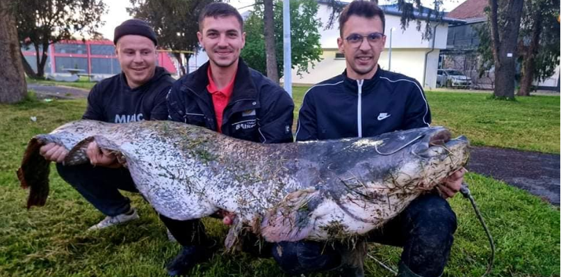 KAKAV ULOV! Duško Vekić iz Save izvukao soma kapitalca od 72 kg