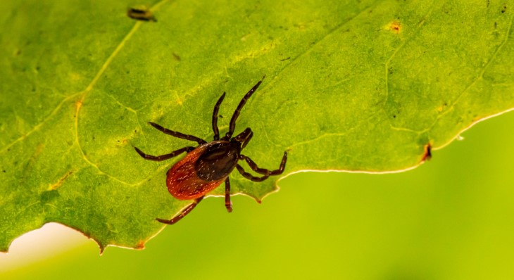 SEZONA, JE, OBRATITE PAŽNJU! Šta da uradite ako vas ujede krpelj?