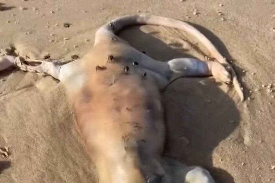 "VANZEMALJSKO STVORENJE" SA LJUDSKIM USNAMA pronađeno na australijskoj plaži! (VIDEO)