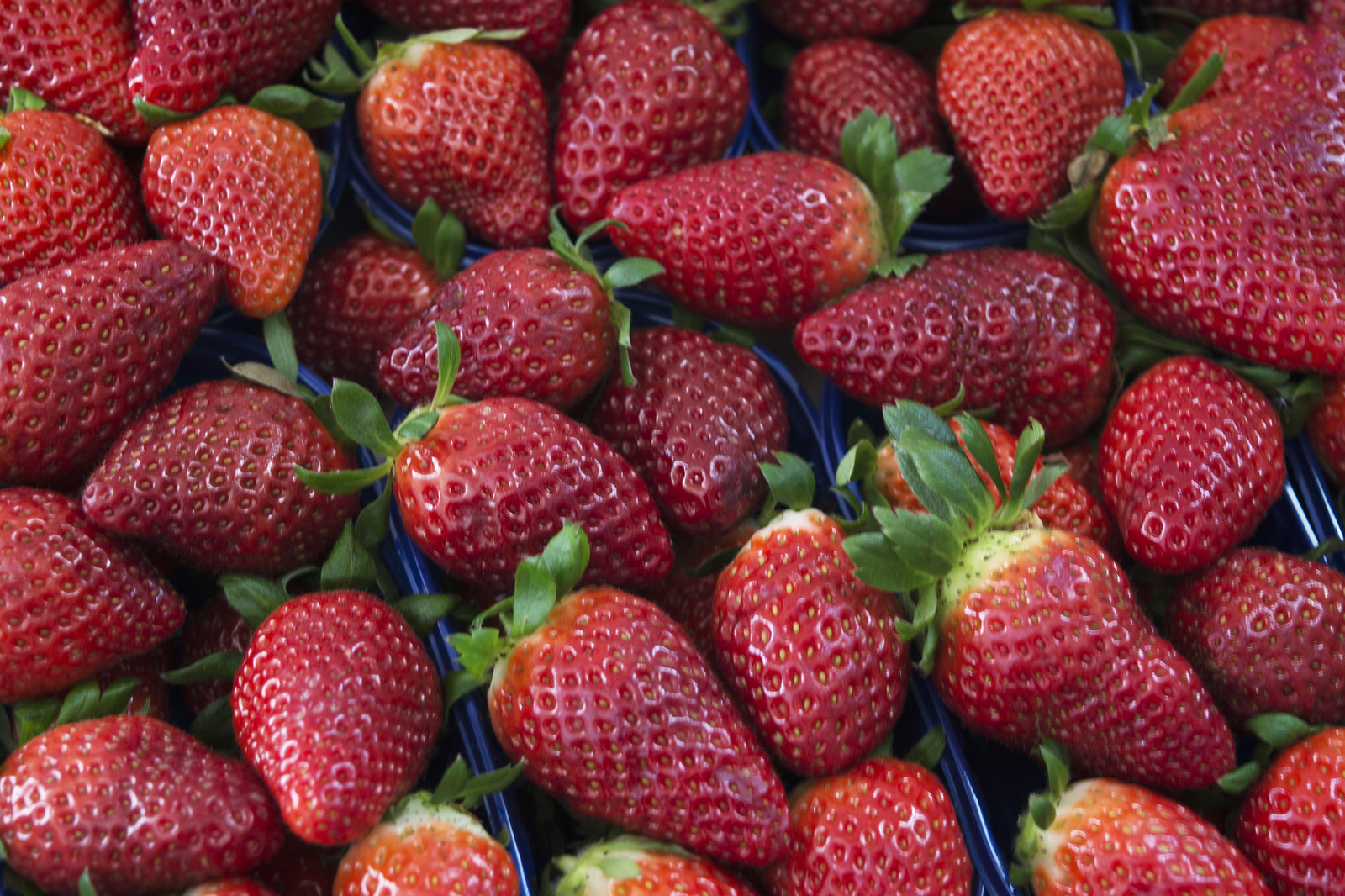 ŠOKANTNO! Pogledajte šta se sve krije u jagodama iz marketa (VIDEO)
