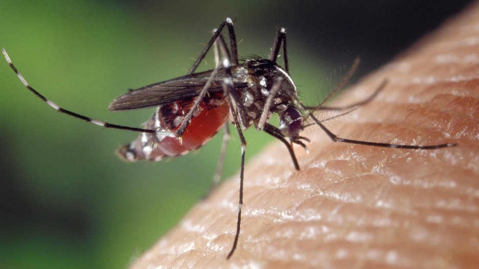 MUKE SA KOMARCIMA MOGU POSTATI PROŠLOST Ova tekućina daje odlične rezultate
