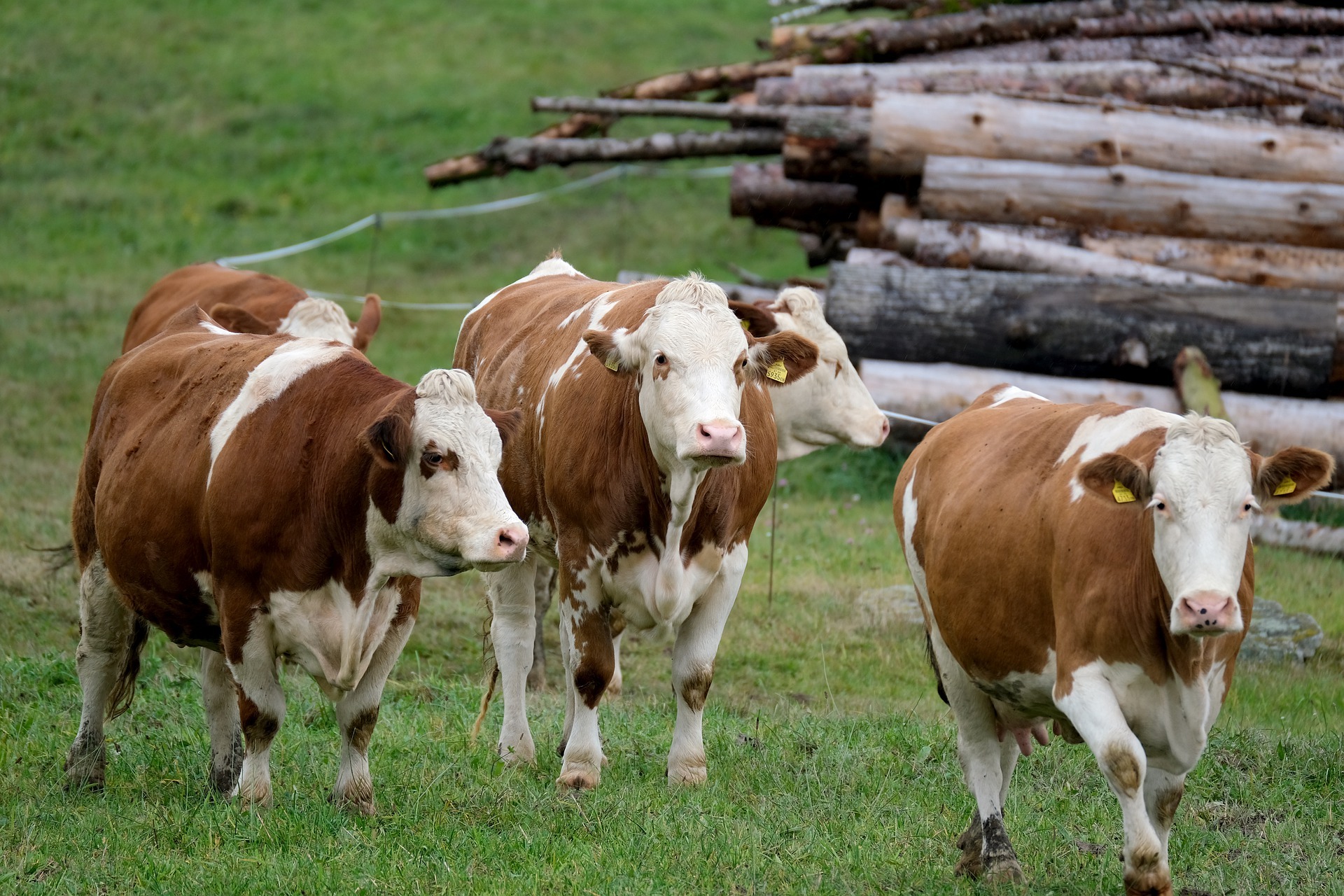 NEOBIČNA FARMA Krave masiraju pivom, a hrane pivskim kvascem