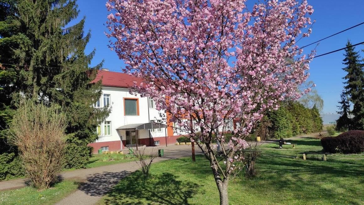 PROJEKAT SEDMICA U POLJOPRIVREDNOJ ŠKOLI! Sutra izložba pasa i takmičenje u kalemljenju
