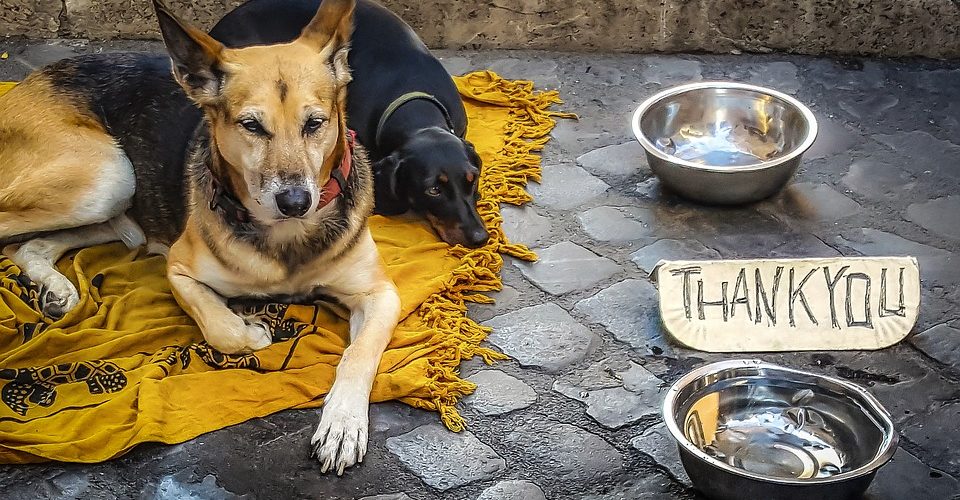 SVJETSKI DAN NAPUŠTENIH ŽIVOTINJA: Često su zlostavljani, pate od ekstremnih vrućina ili hladnoća!
