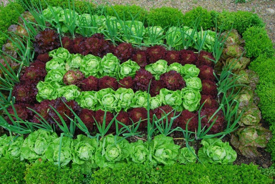 NEKI NE SMIJU JESTI NI POD RAZNO! Zelena salata i kupus su zdravi, ali ne za svakoga