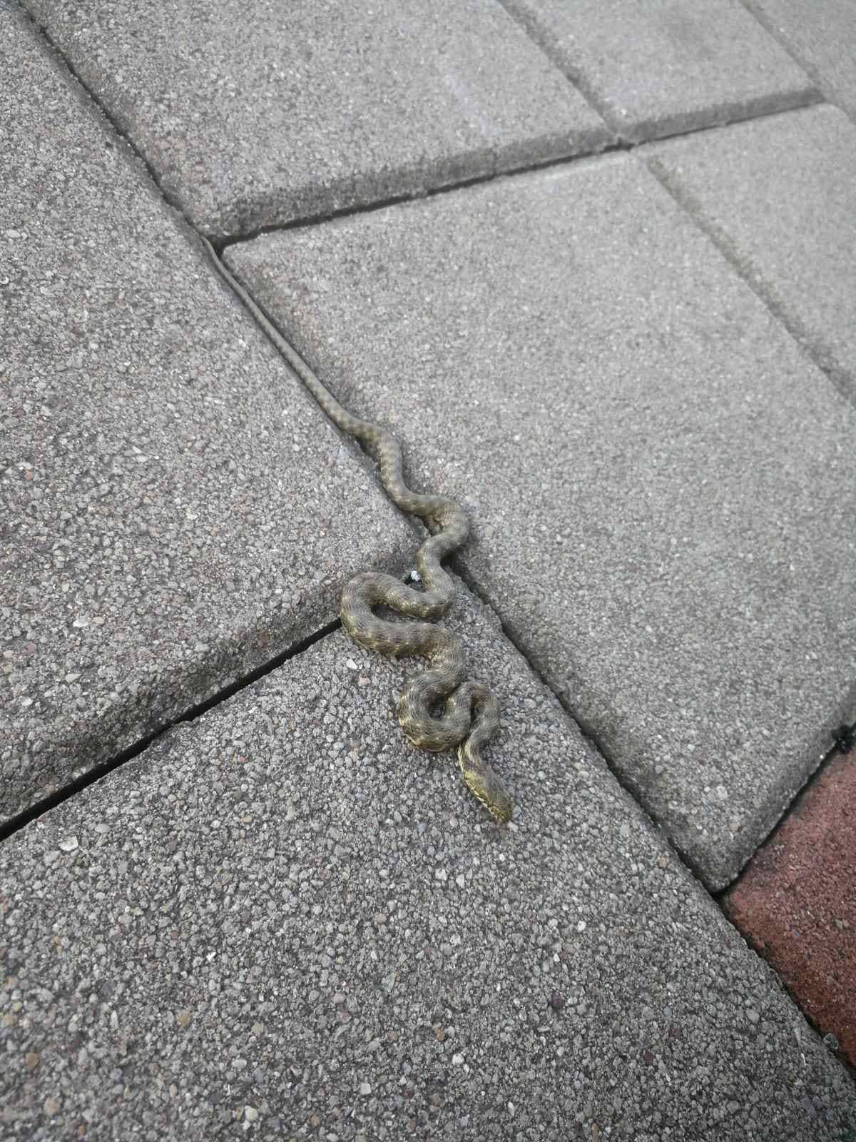 PAPRENA CIJENA Koliko građani plaćaju uklanjanje zmija?