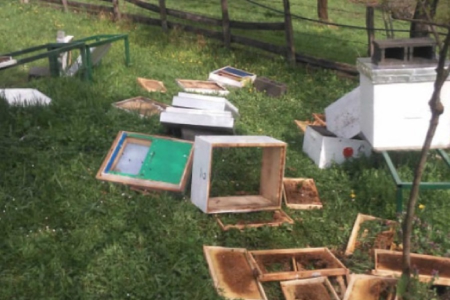 MEDVJED NAPAO KOŠNICE, mještani u strahu od povratka životinje! (FOTO)