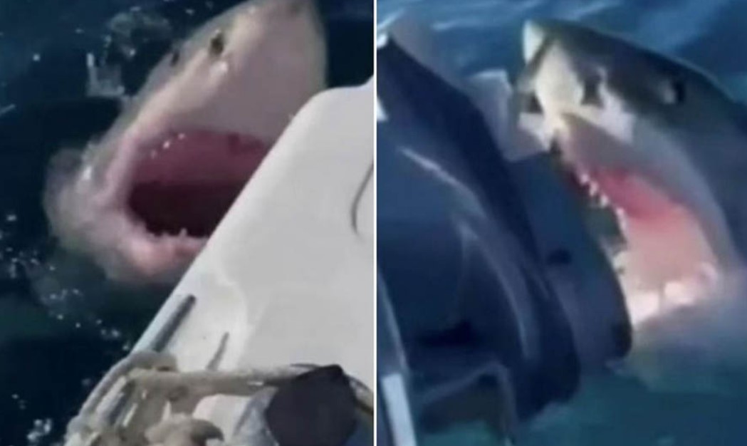STRAVIČAN TRENUTAK: Porodica snimila kako velika bijela ajkula napada njihov čamac (VIDEO)
