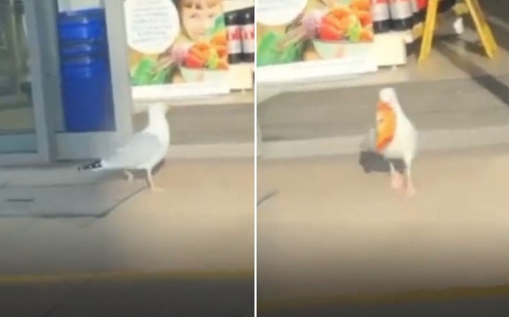 "LOPOV" UHVAĆEN NA DJELU Galeb ukrao grickalice iz marketa (VIDEO)
