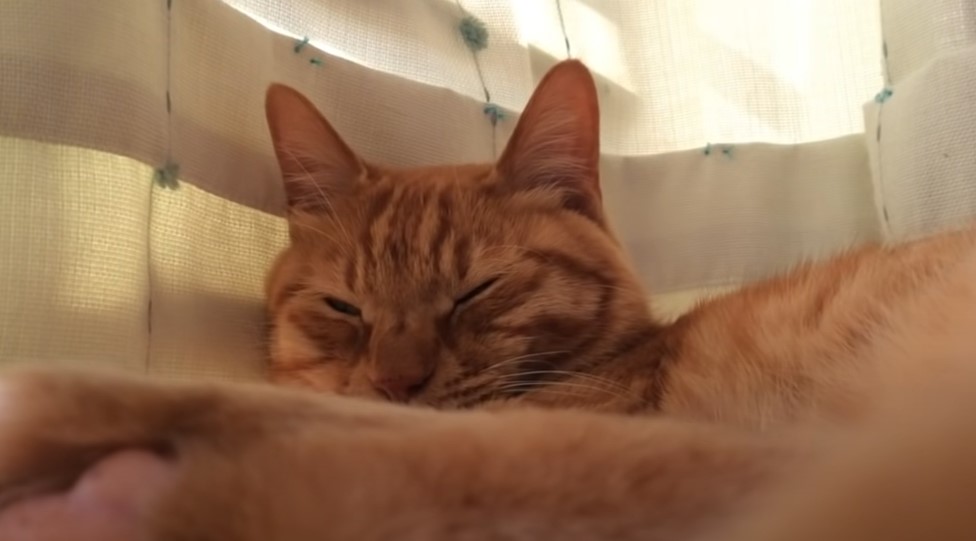DA LI STE ZNALI Mace takođe uživaju u muzici
