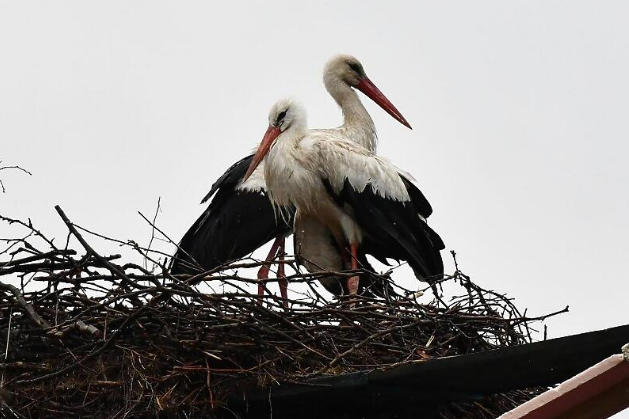 (FOTO) OVA FOTOGRAFIJA ĆE VAS RASPLAKATI! Potresan prizor nakon nevremena u Bošnjacima: Roda na samrti leži pored već mrtvog mladunčeta