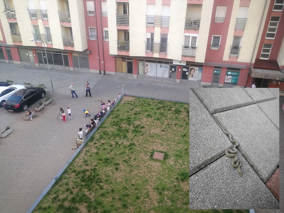 BANJALUČANKA NALETJELA NA ZMIJU – ISPRED ZGRADE: Toplo vrijeme izmamilo gmizavce, biće ih sve više! (FOTO)
