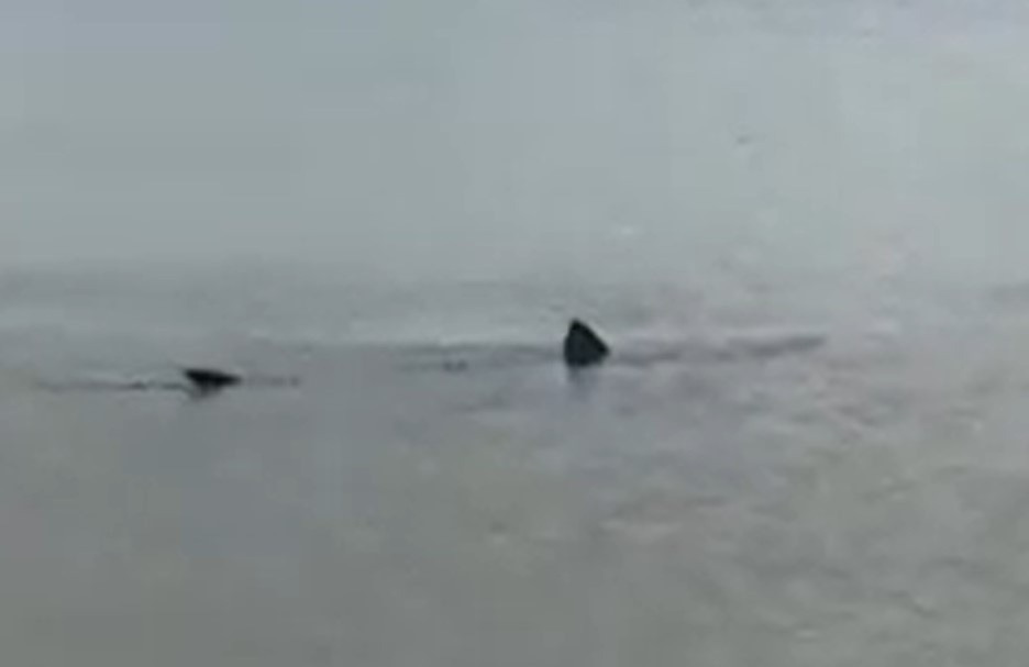 OPASNE VODE HRVATSKE Novi snimak ajkule zabilježen u Dalmaciji (VIDEO)