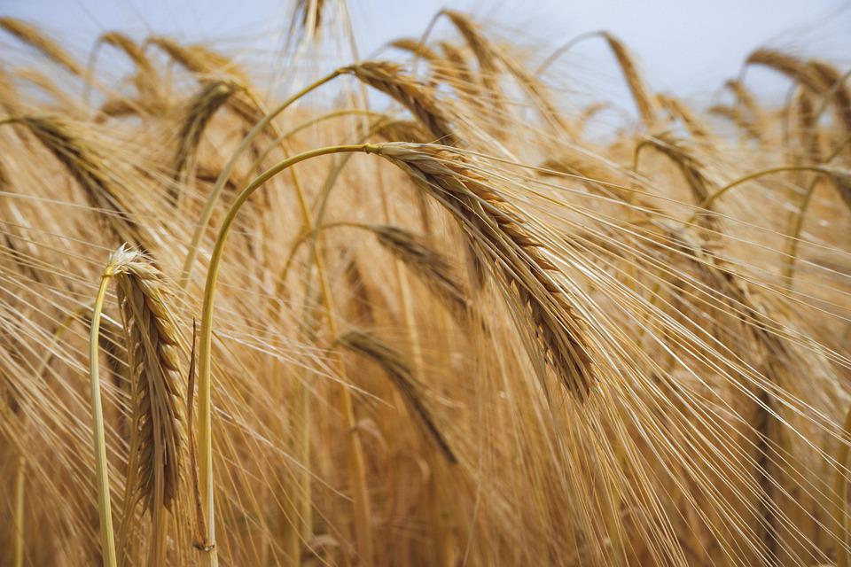 KINA SE NE BOJI GLADI Najavljena vrhunska žetva žitarica