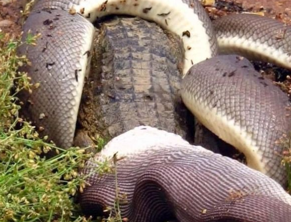 NEVEROVATNA SCENA IZ DIVLJINE Piton kao od šale progutao krokodila