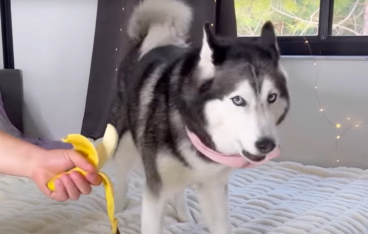 DA, FOBIJA OD BANANA POSTOJI Preslatki haski dao do znanja koliko se užasava ove voćke (VIDEO)