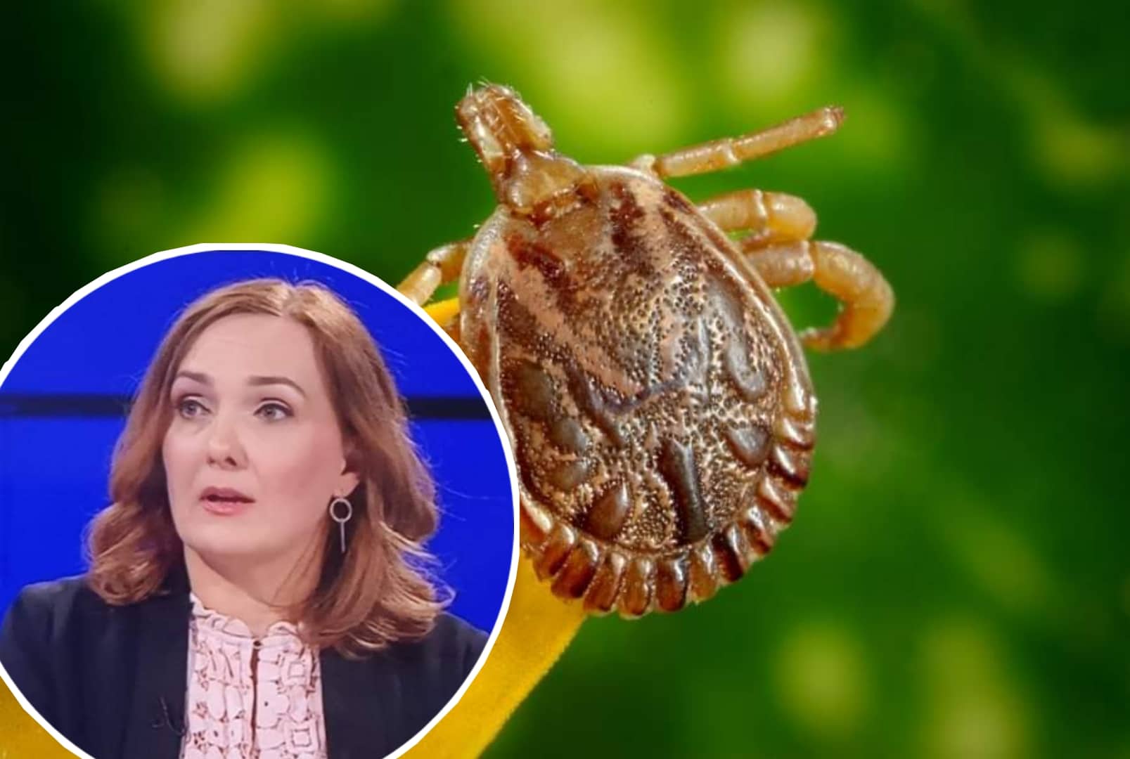 ZABORAVITE SVE ŠTO STE ZNALI O KRPELJIMA Postoje nove preporuke za vađenje insekta, na oprezu morate biti mjesec dana
