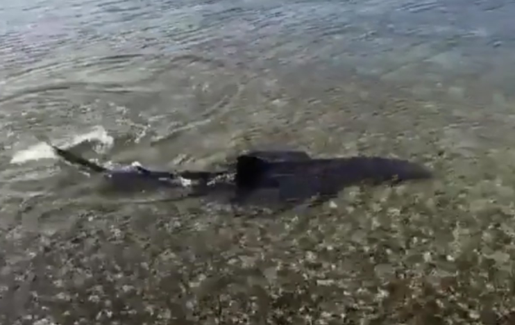 TURISTI ODUŠEVLJENI Morski pas snimljen u plićaku kod Medulina (VIDEO)