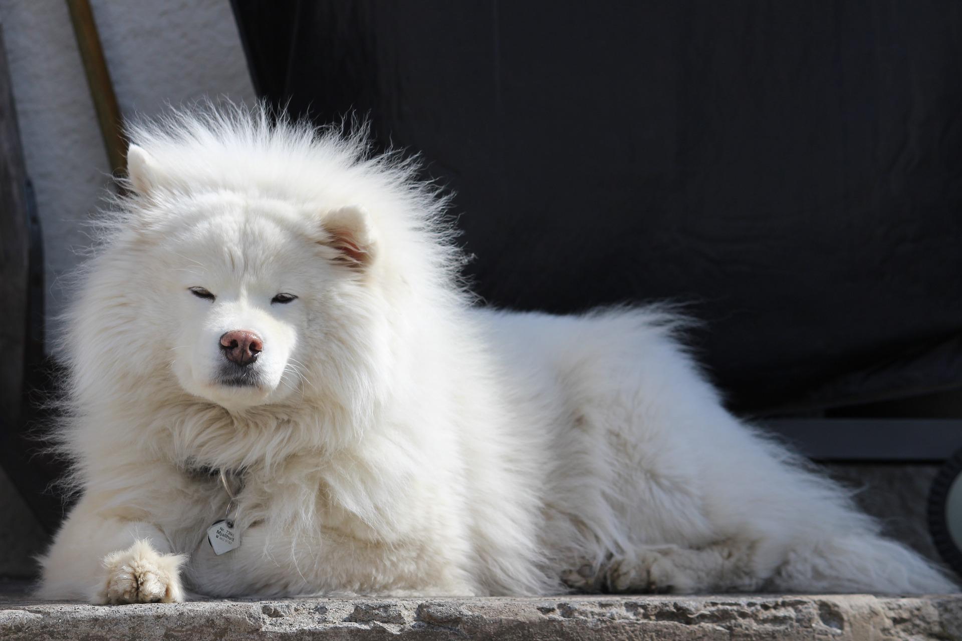 VIC DANA Koliko želja ima bolesni samojed?