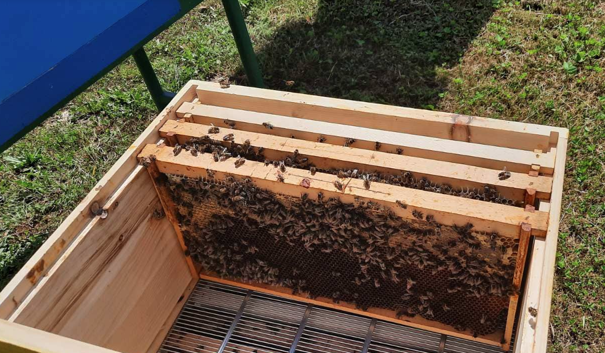 SITUACIJA NIKADA GORA Cijena tegle meda ide ka 30 maraka